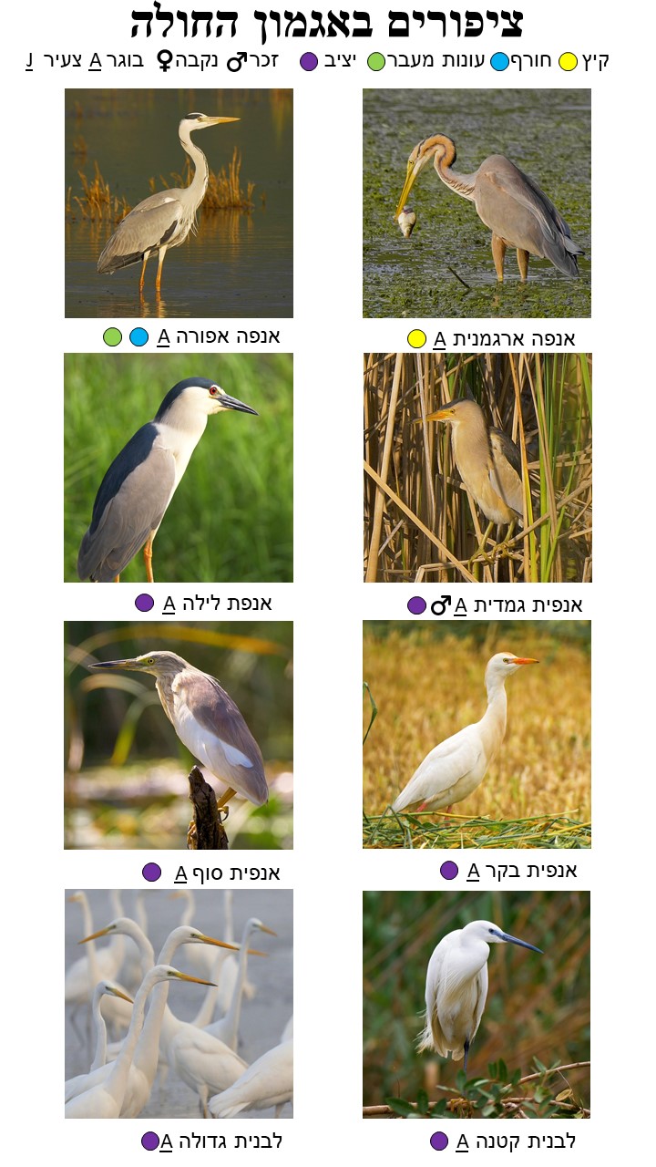 Bird Guide Page 1