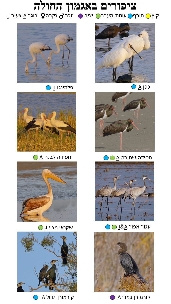 Bird Guide Page 2